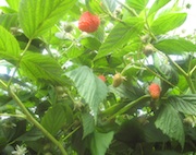 raspberry bush