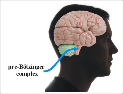 breathing nugget figure head