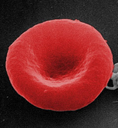 red blood cell