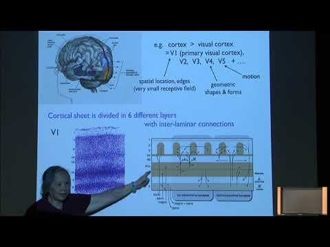 Towards a mathematical model of the brain Thumbnail