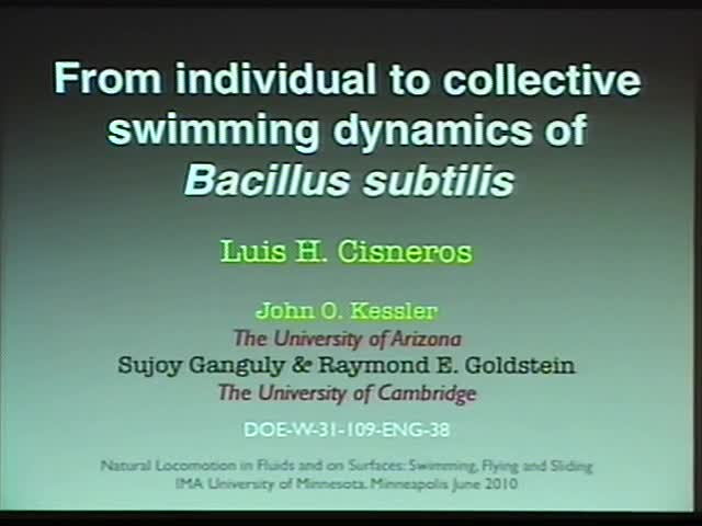 From individual to collective swimming dynamics of <em>bacillus subtilis</em> Thumbnail