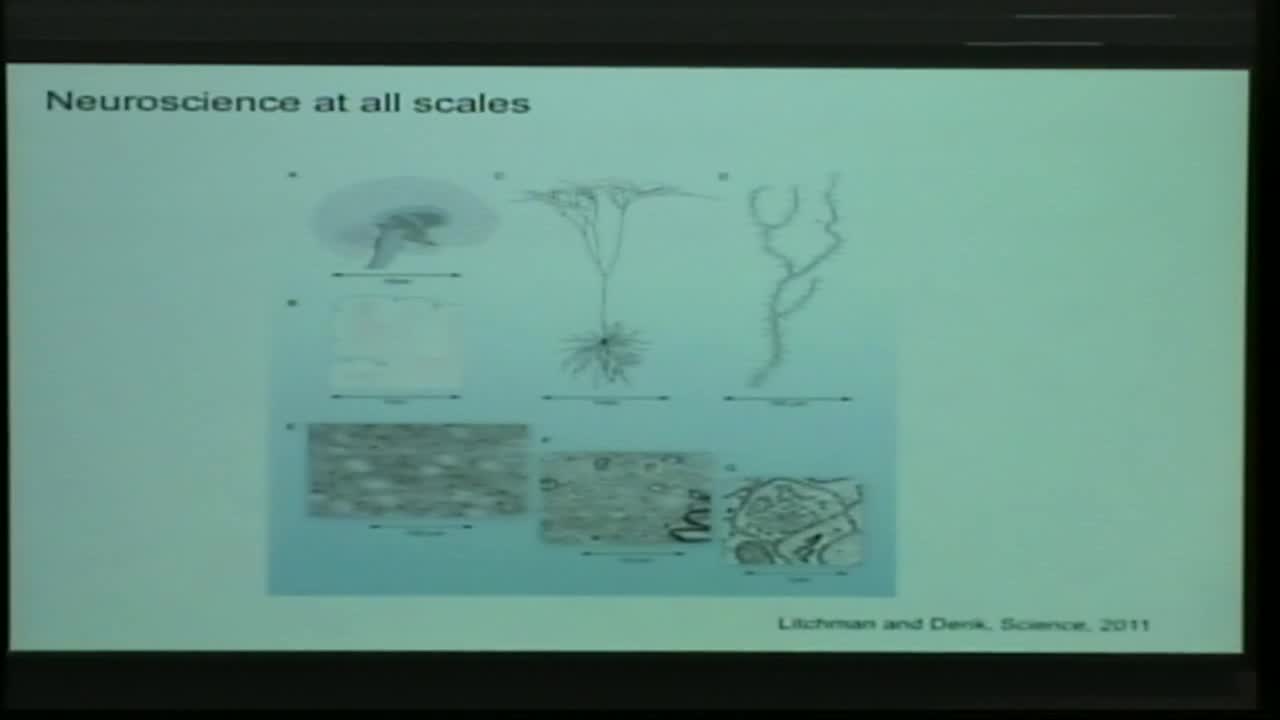 Stochastic synaptic depression and information flow Thumbnail