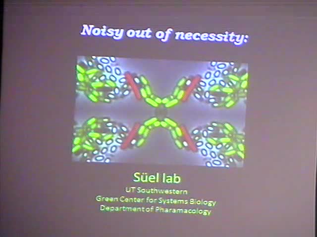 Noisy Out of Necessity:  Probabilistic Behavior in Cellular Differentiation Thumbnail