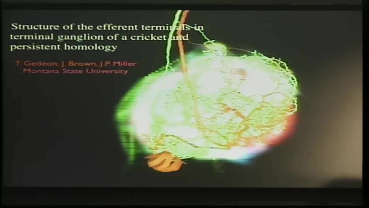 Structure of the Afferent Terminals in Terminal Ganglion of a Cricket and Persistent Homology Thumbnail