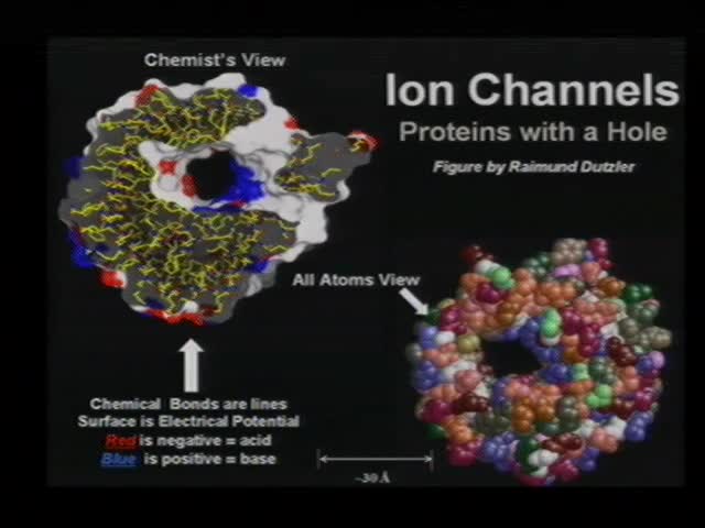 Self-organized models of selectivity in Ca and Na channels Thumbnail