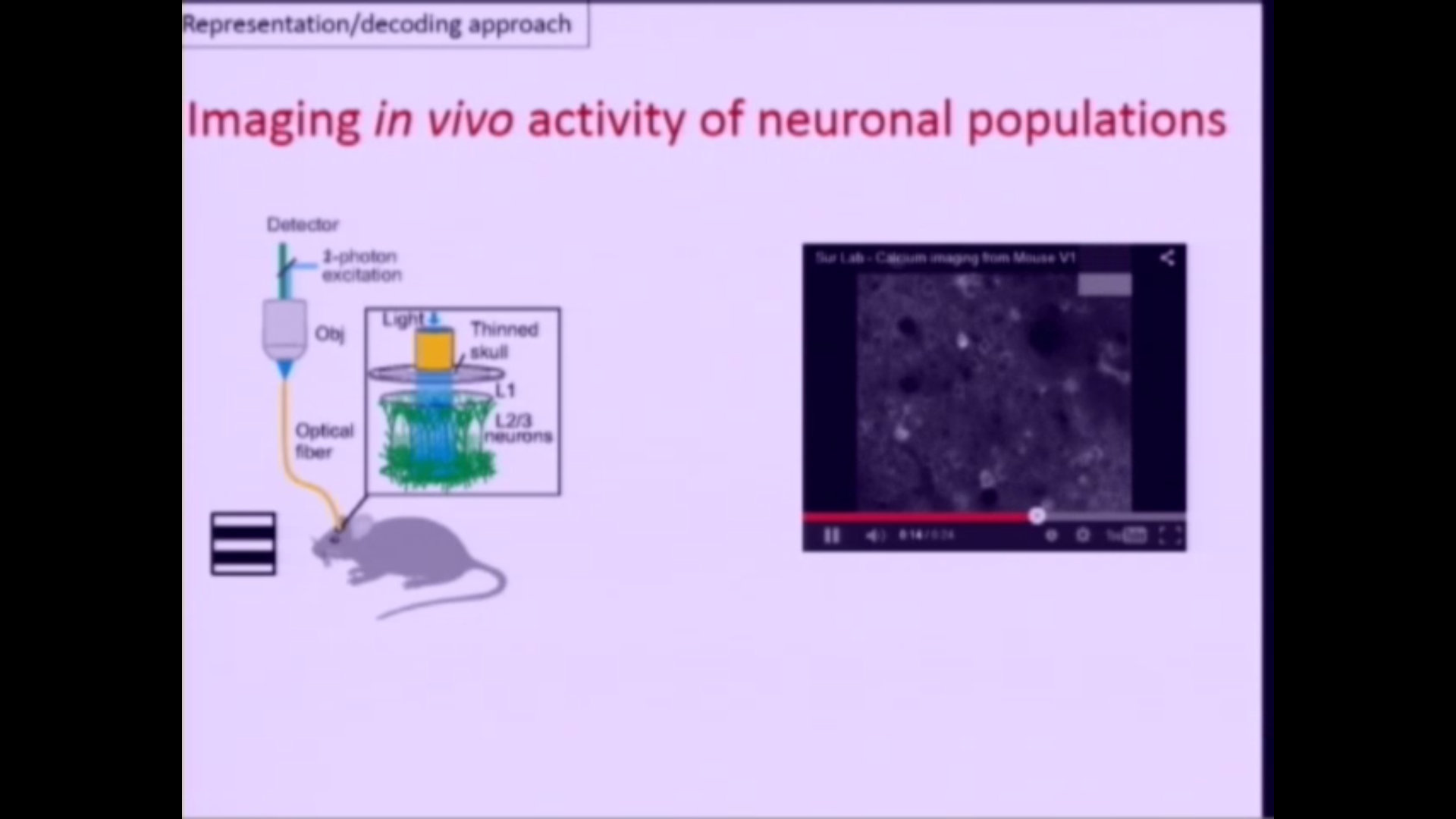 Deriving neural circuits from first principles Thumbnail