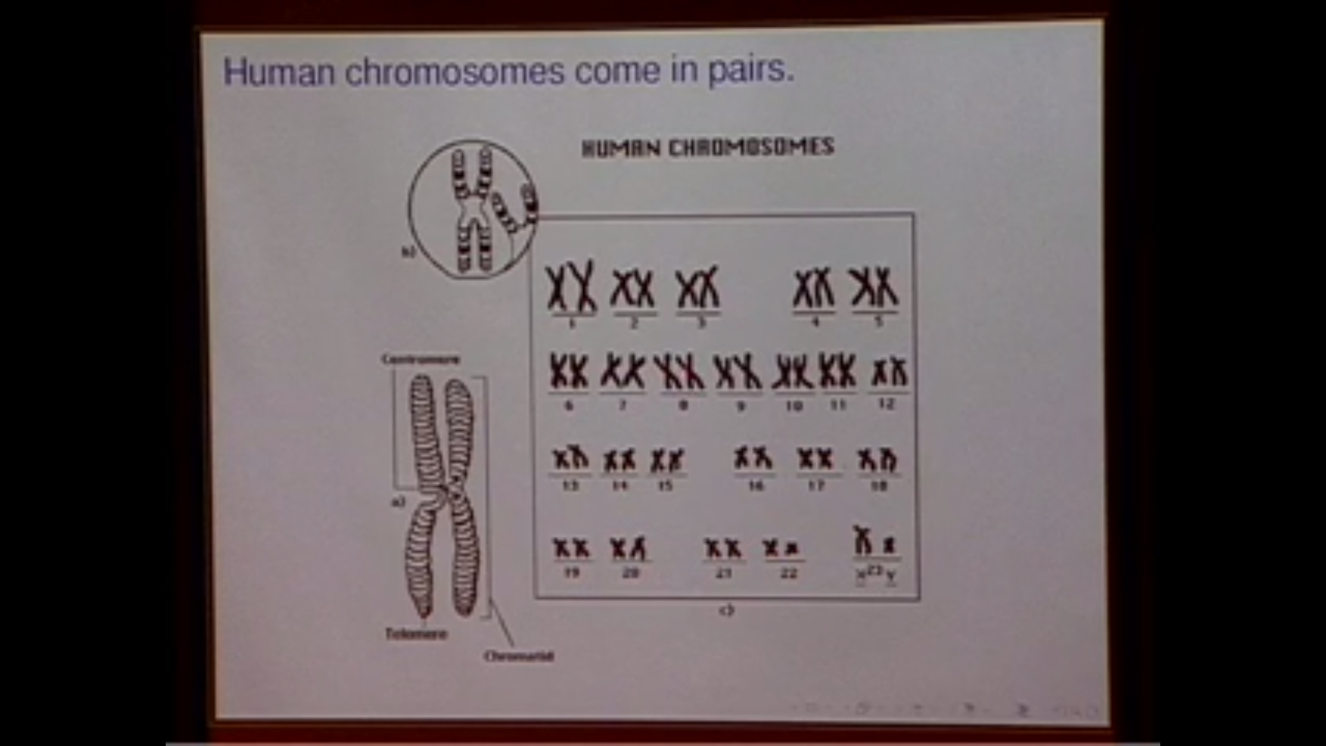 Characterization of Allele-specific Copy Number in Tumor Genomes Thumbnail