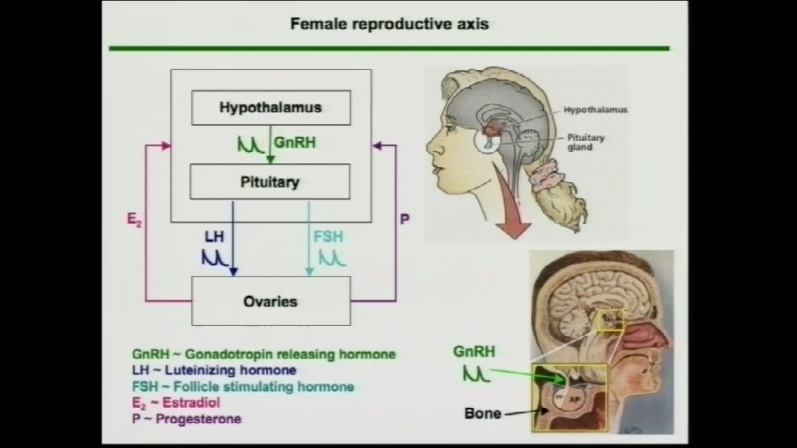 Mathematical modeling of the menstrual cycle Thumbnail